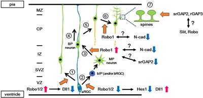 Beyond Axon Guidance: Roles of Slit-Robo Signaling in Neocortical Formation